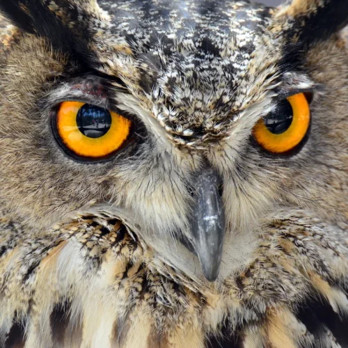 Primer plano de búho con ojos anaranjados